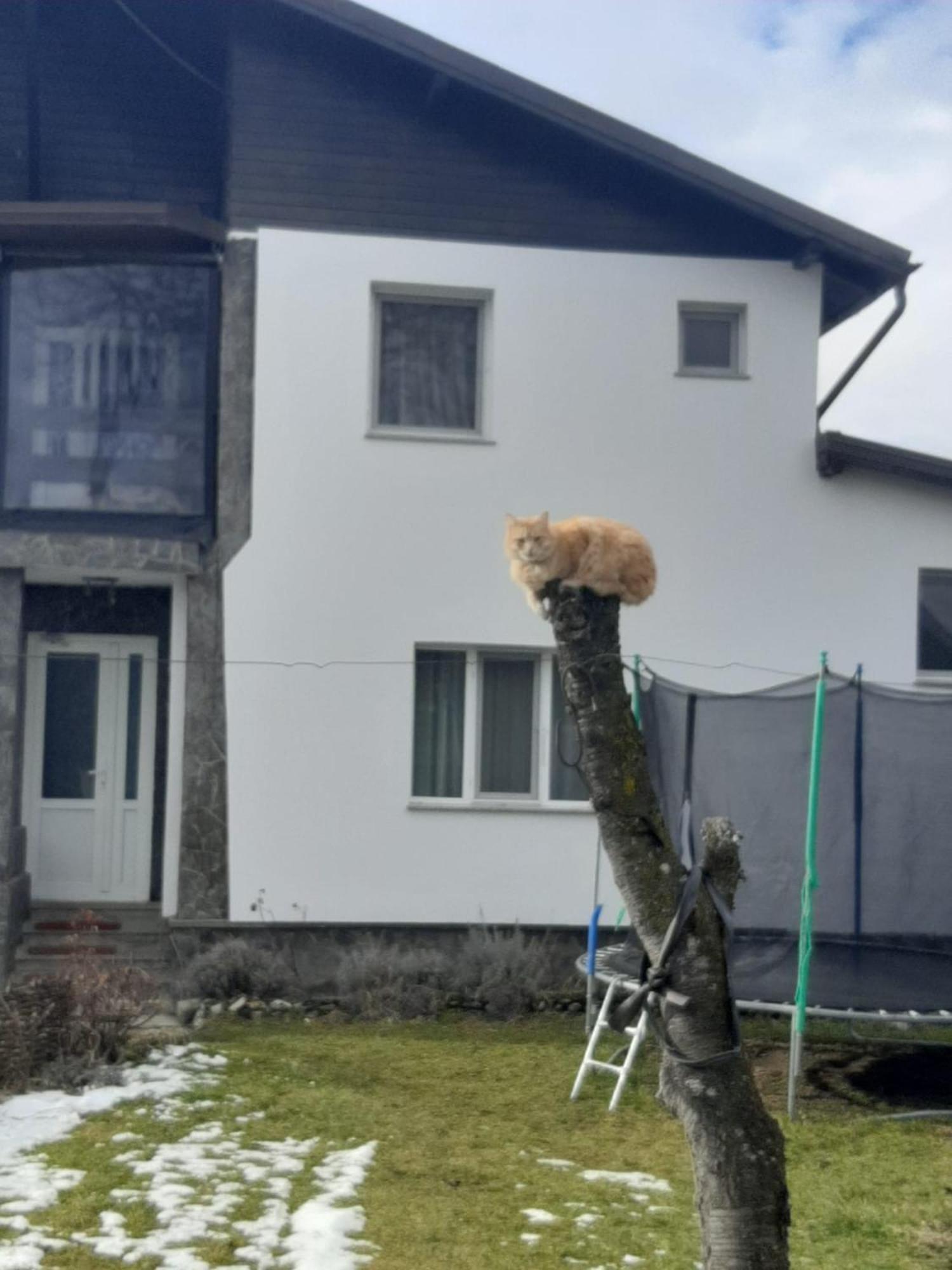 Pensiunea Mateo Bran  Bagian luar foto